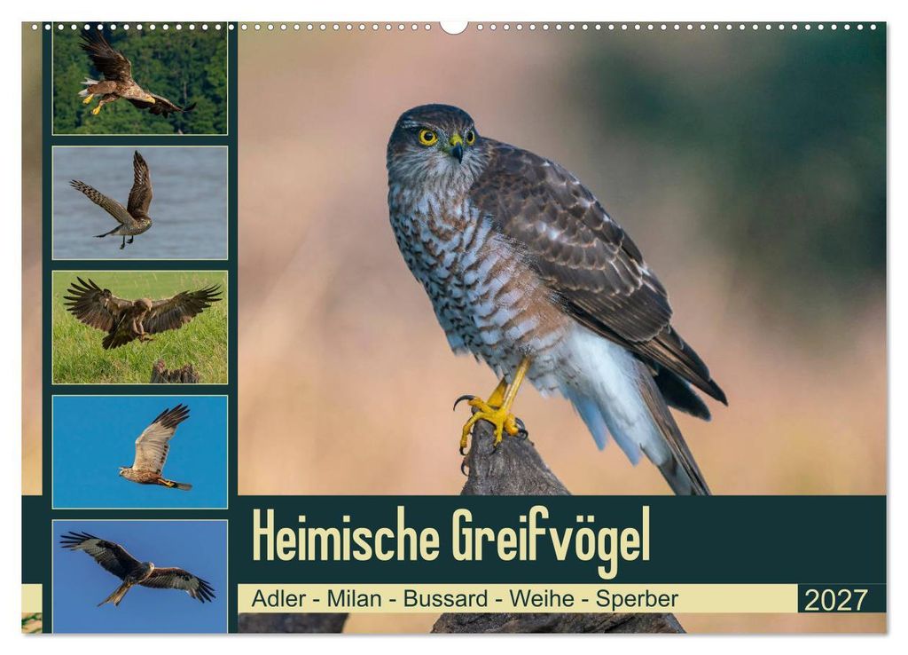 Heimische GREIFVÖGEL Adler Milan Bussard Weihe Sperber (Wandkalender 2027 DIN A2 quer), CALVENDO Monatskalender