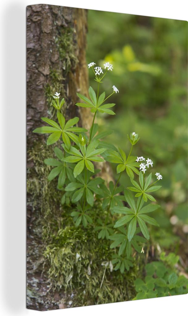 OneMillionCanvasses - Leinwandbilder - 90x140 cm, Das Sonnenlicht beleuchtet den schönen Waldmeister vor einem Baum, Wandbilder Kunstdruck Wandd...