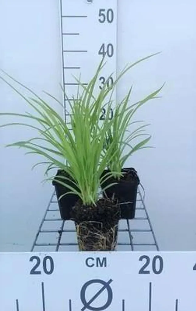 Hemerocallis Sammy Russell rouge - 6 Lys d'un jour ultra rustiques