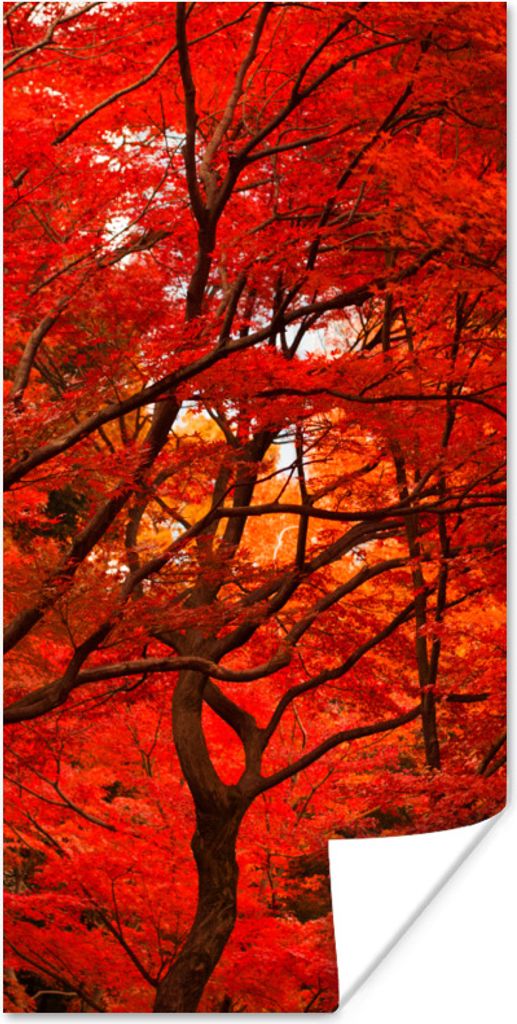MuchoWow Poster Herbst - Wald - Rot 60x120 cm - Wandschmuck