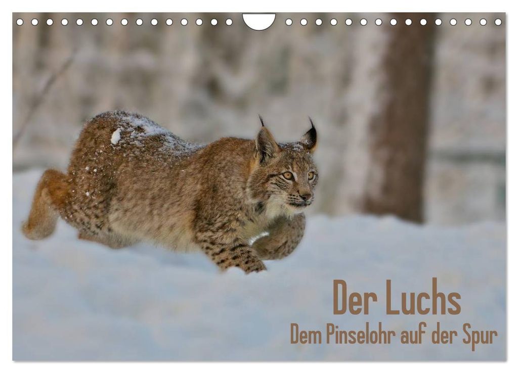 Der Luchs - Dem Pinselohr auf der Spur (Wandkalender 2027 DIN A4 quer), CALVENDO Monatskalender