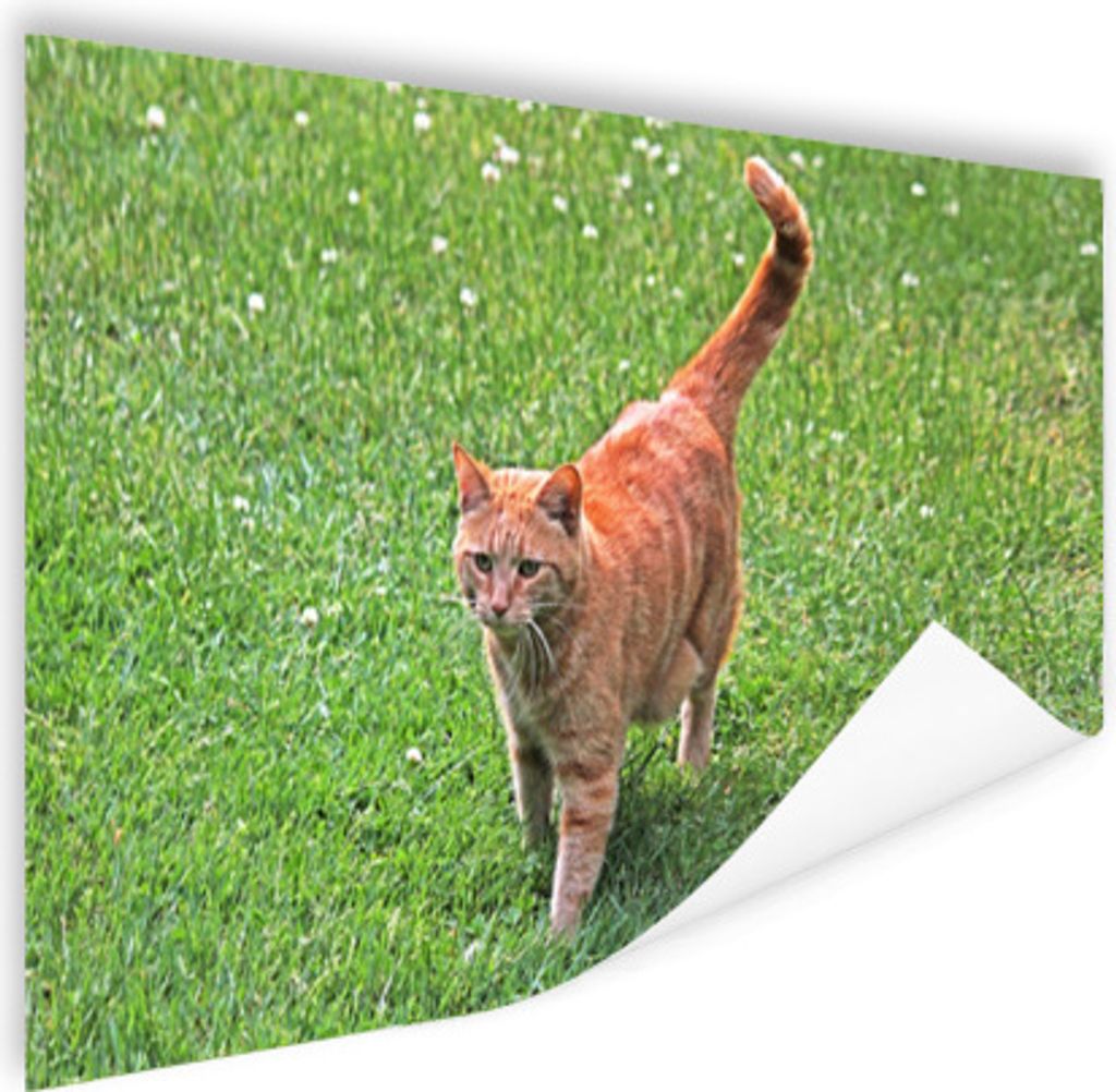 MuchoWow Poster Katze - Rot - Katze - Mädchen - Kinder - Jungen - Kind 60x40 cm - Schlafzimmerdekoration