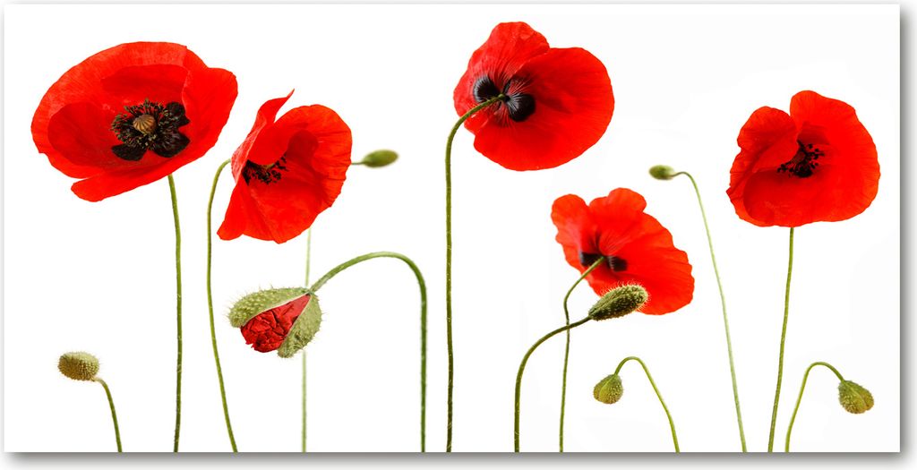 Tulup Leinwandbild - 140x70 cm - Wandkunst - Drucke auf Leinwand - Leinwanddruck - Blumen & Pflanzen - Rot - Mohnblumen