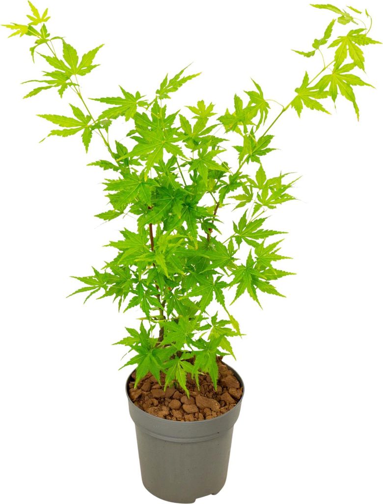 Japanischer Ahorn - Acer palmatum 'Going Green' - Höhe Produktbild 