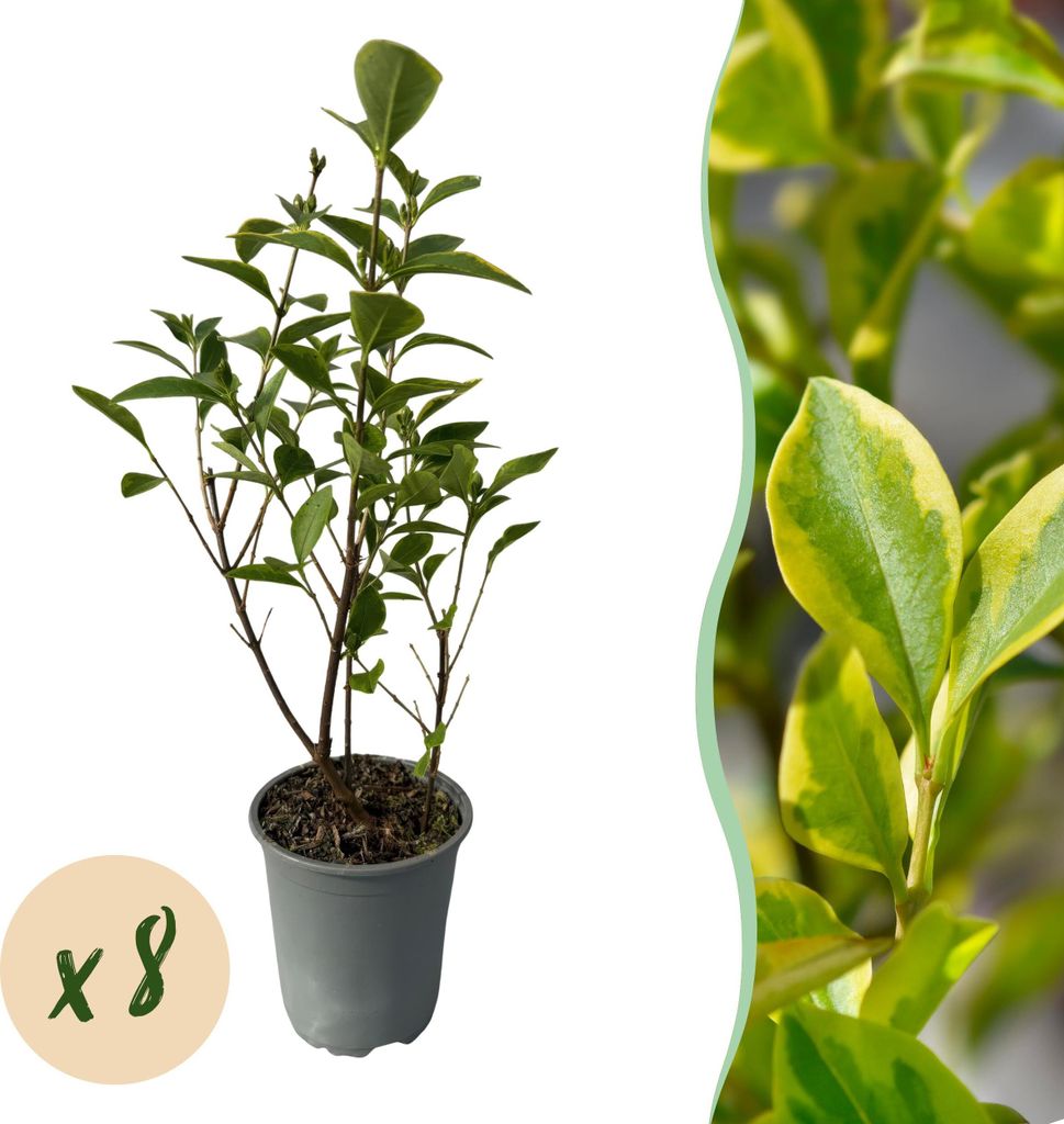 GreenboutiQ - Heckenpflanzen - Ligustrum ovalifolium Aureum - Blätter gelb grün - 8 Pflanzen - 1 laufender Meter - immergrün - Topf 9cm Höhe 35...