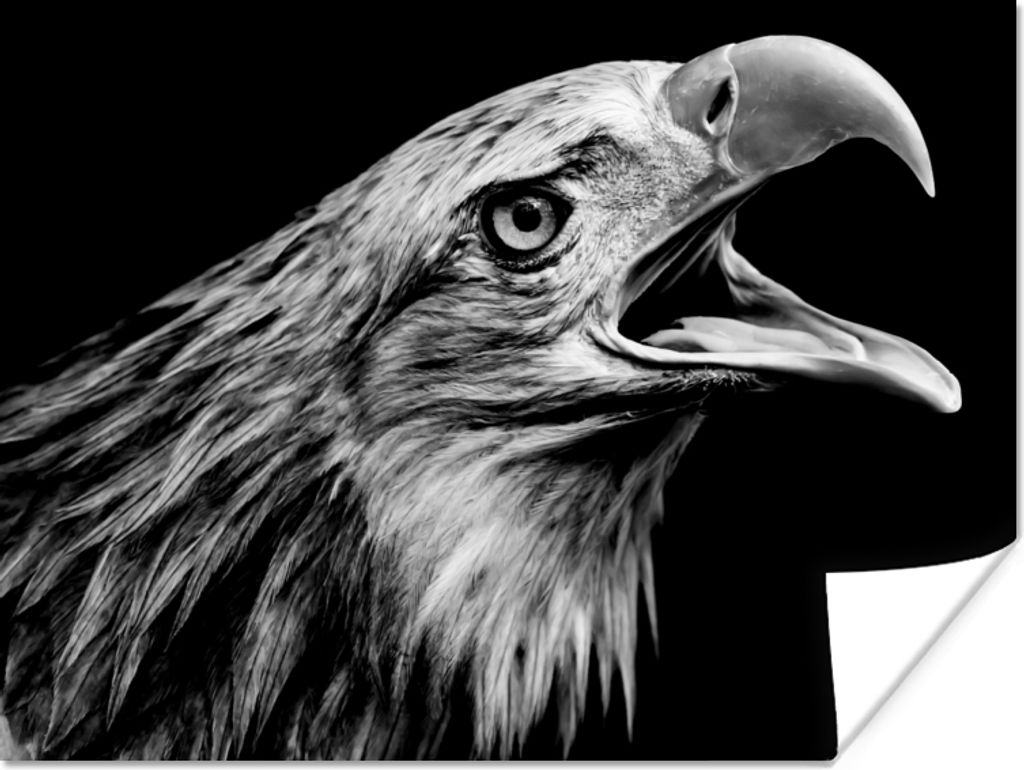 MuchoWow Poster Adler - Porträt - Raubvögel - Schwarz - Weiß - Vogel 40x30 cm - Plakate für die Wände - Poster Wohnzimmer