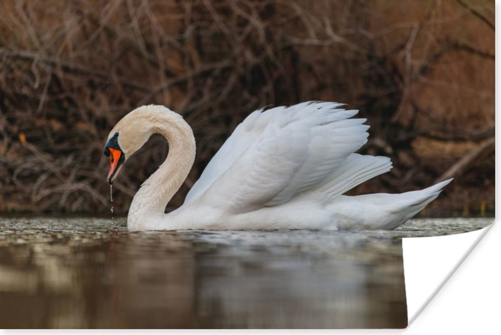 MuchoWow Poster Schwan - Wasser - Tiere - Vogel 120x80 cm - Bilder