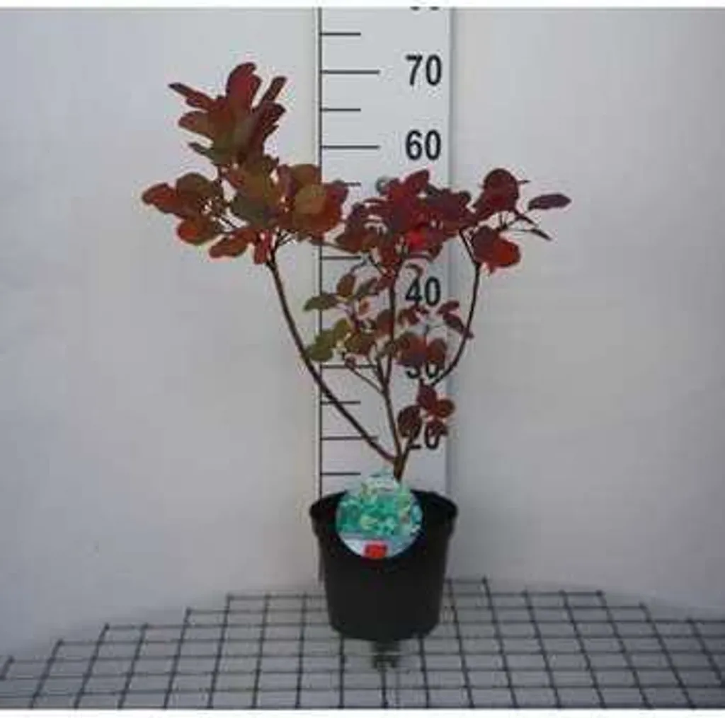 Cotinus coggygria Old Fashioned - Arbuste à perruque en pot 40-60 cm