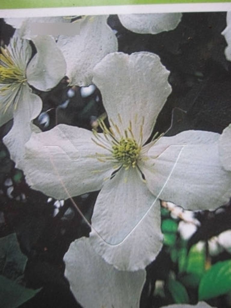 Clematis montana Alexander - Waldrebe Alexander