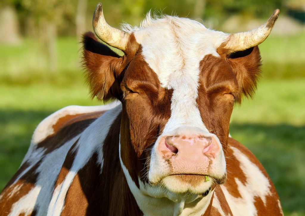 hansepuzzle 49604 - Kuh Puzzle, 260 Teile, Tierwelt, 41,0 x 28,0cm mit hochwertiger Aufbewahrung, Kartonbox und wiederverschließbarem Beutel