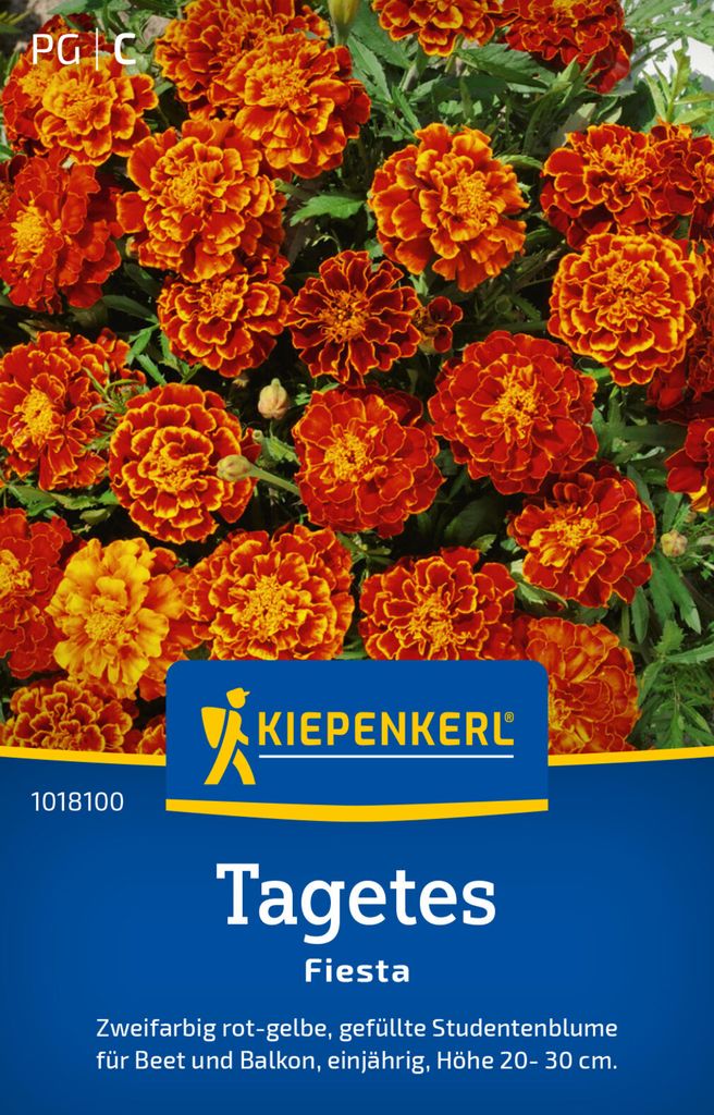 Kiepenkerl Tagetessamen Fiesta Tagetes patula 50 Pflanzen