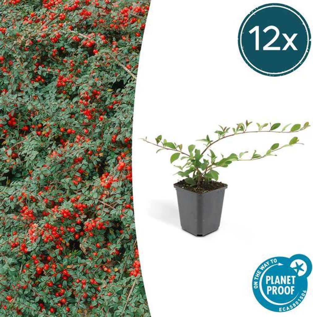 Teppich-Zwergmispel Cotoneaster dammeri – 12 Pflanzen – 10-25cm – Ø9cm – Bodendecker – Blühend & pflegeleicht – Sonne & Schatten