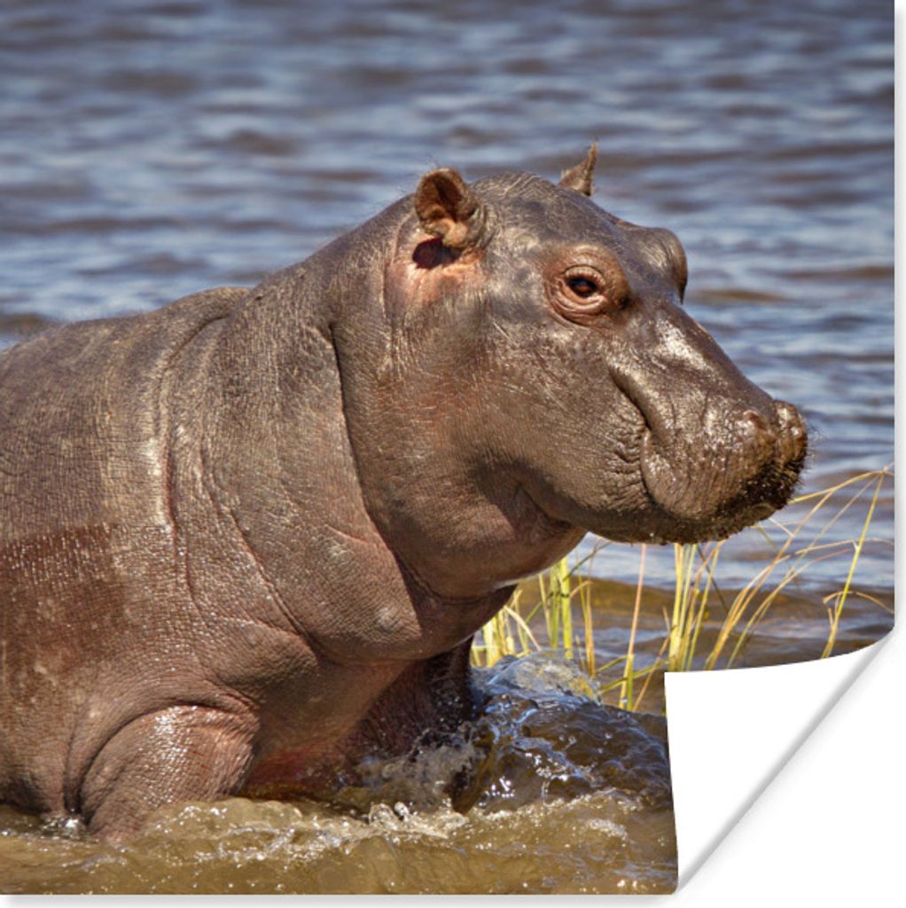 MuchoWow Poster Nilpferd - Wasser - Kalb 100x100 cm - Babyzimmer