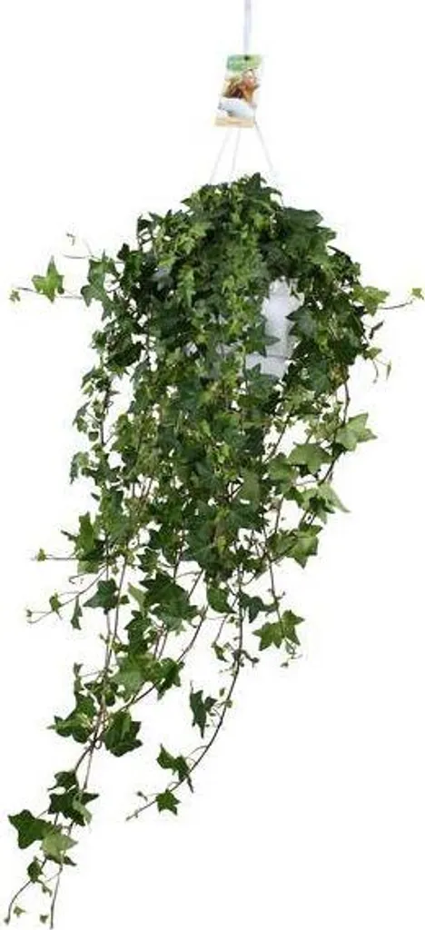 Lierre Hedera Pitsburg Ø17cm : la plante robuste pour coins sombres
