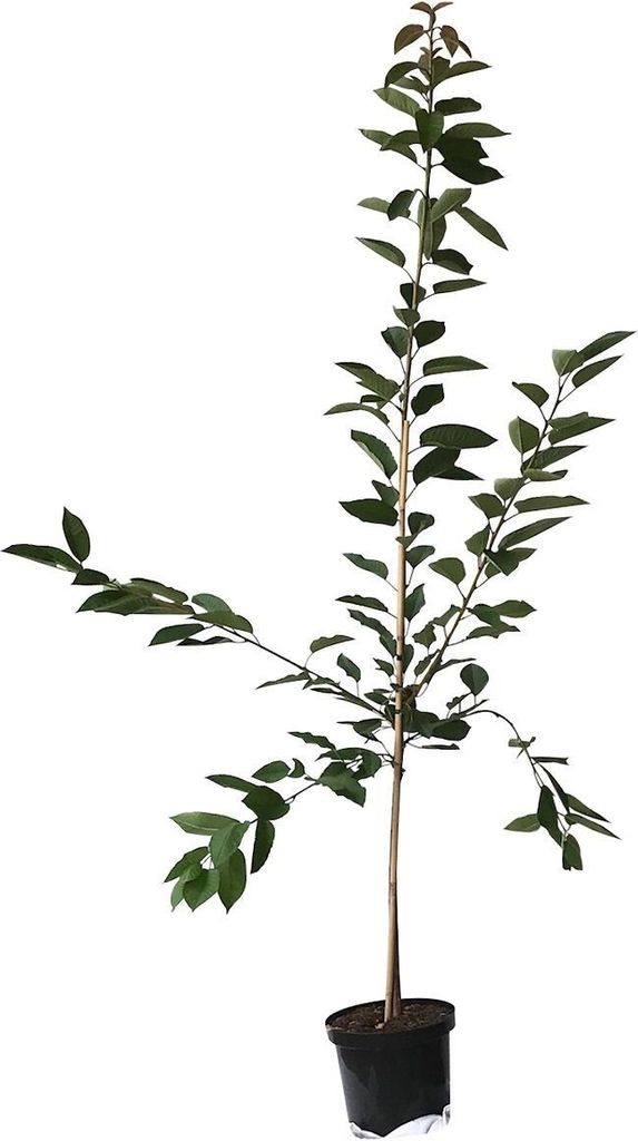 Kordia sehr große dunkle Süßkirsche | Kaufland.de