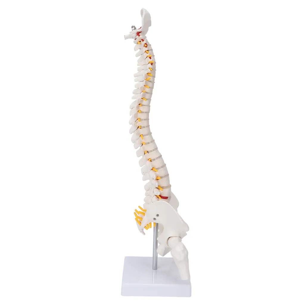 Modèle de colonne vertébrale flexible avec vertèbres et nerfs spinaux