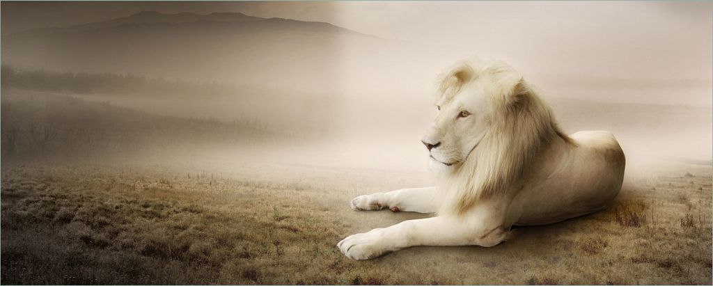 Wallario Poster - Stattlicher ruhender Löwe in Afrika in Sepiafarben, Kunstdruck Größe: 50 x 125 cm