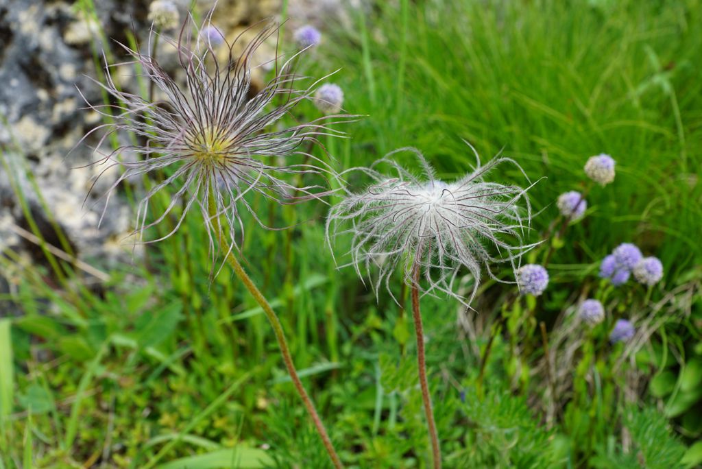 hansepuzzle 98675 - Blume Puzzle, 2000 Teile, Natur, 90,0 x 60,0cm mit hochwertiger Aufbewahrung, Kartonbox und wiederverschließbarem Beutel