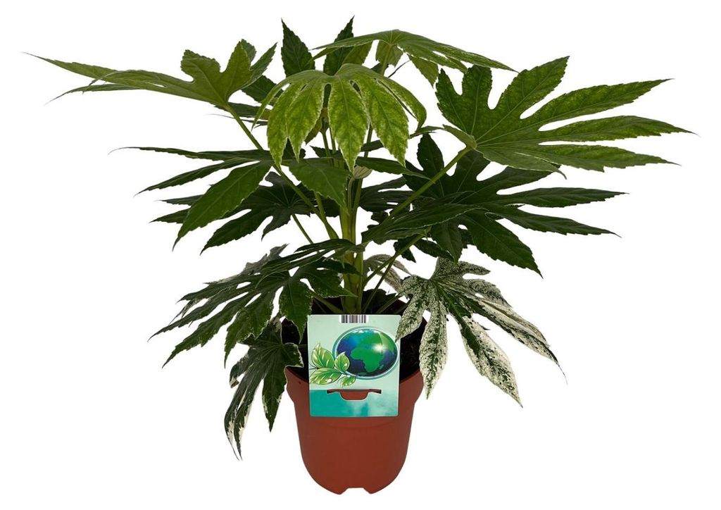 Fatsia Japonica Variegata - 50-60cm - Ø19cm - Zimmerpflanze - Immergrün