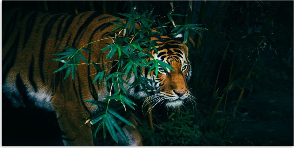 MuchoWow Poster Tiger - Tiere - Dschungel 40x20 cm - Poster für die Wand - Poster Schlafzimmer