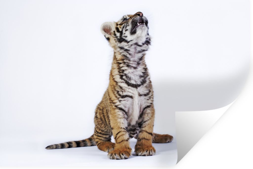 MuchoWow Wandtattoo Wandsticker Wandaufkleber Tiger - Jungtier - Weiß 90x60 cm Selbstklebend und Repositionierbar - Aufkleber