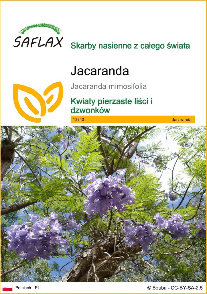 SAFLAX - Jacaranda - 50 Nasiona - Jacaranda mimosifolia Zdjęcie produktu 