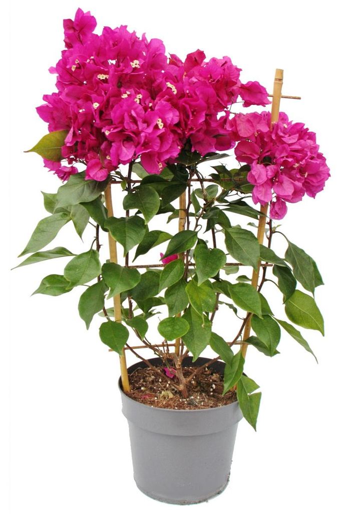 Bougainvillea „Violet Foncé“ – Bougainvillea-Blüte – Sonderzüchtung am Spalier – Topfgröße 21 cm – 75 cm – dunkelviolett
