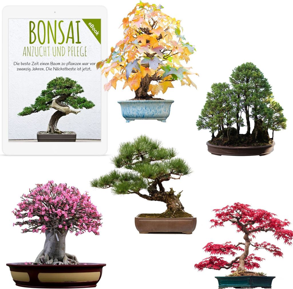 Semi di bonsai straordinari con un alto tasso di Immagine del prodotto 