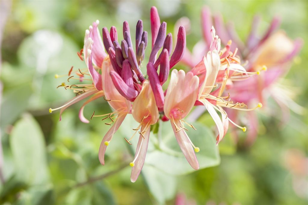Lonicera periclymenum 'Serotina', Geißblatt, rot-gelb, 60–100 cm