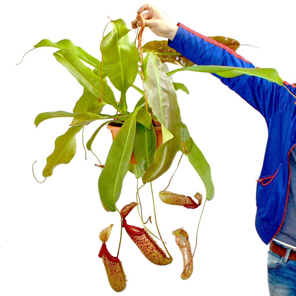 Nepenthes maxima - Riesen-Kannenpflanze - Ampel Produktbild 