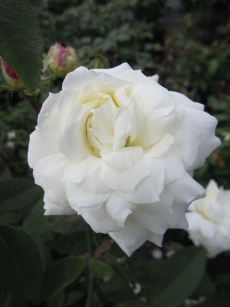 Rosa Susan William Ellis syn. Ausquirk - Englische Rose - Austin-Rose