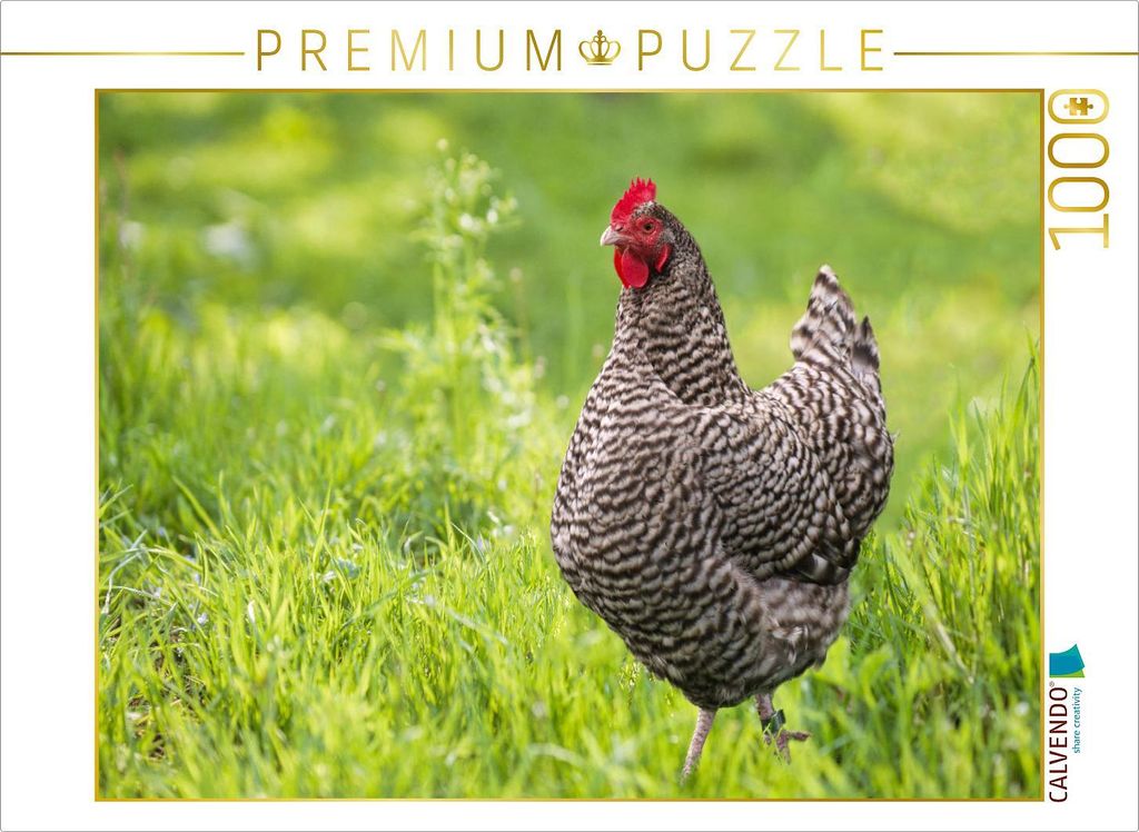 CALVENDO Puzzle Plymouth Rock Huhn auf grüner Wiese | 1000 Teile Lege-Größe 64x48cm Foto-Puzzle für glückliche Stunden