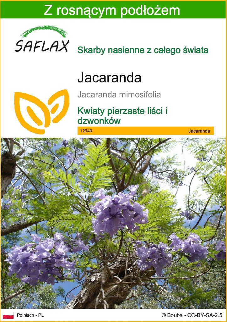 SAFLAX - Jacaranda - 50 Nasiona - Z podłożem uprawowym Zdjęcie produktu 