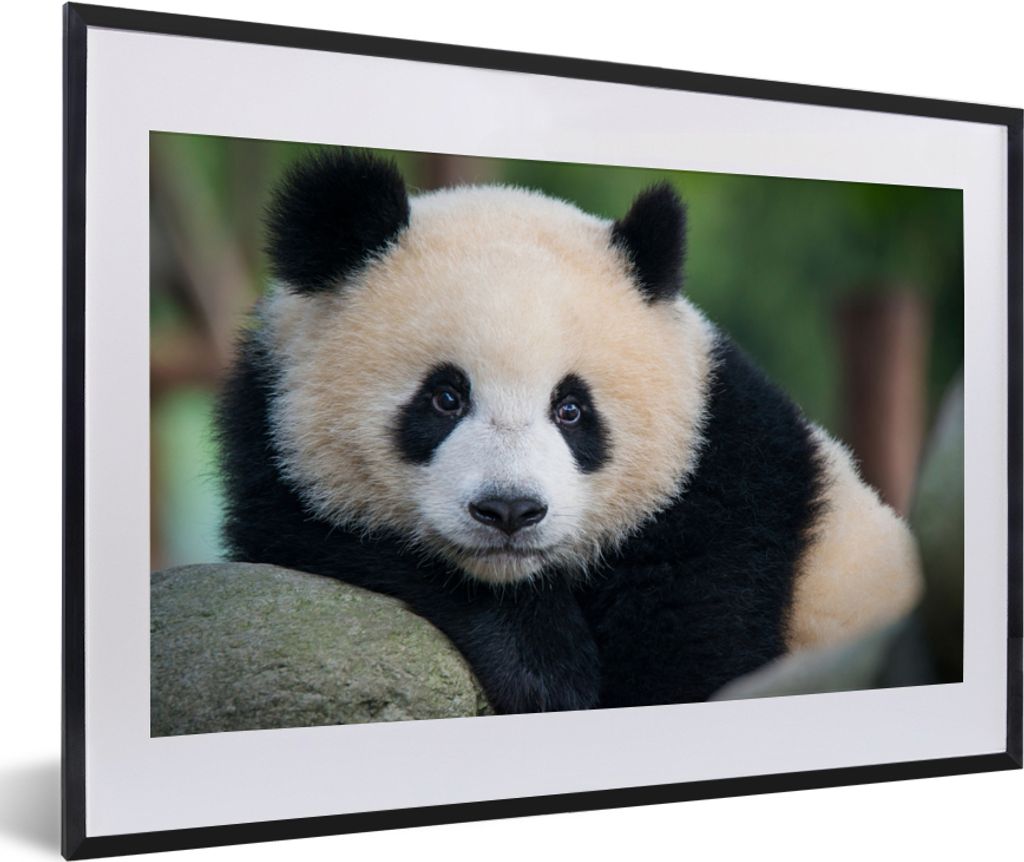 MuchoWow Gerahmtes Poster Panda - Wildtiere - Porträt - Stein 60x40 cm - Poster mit Schwarzem Bilderrahmen Wandposter Rahmen Foto Bilder - Schla...