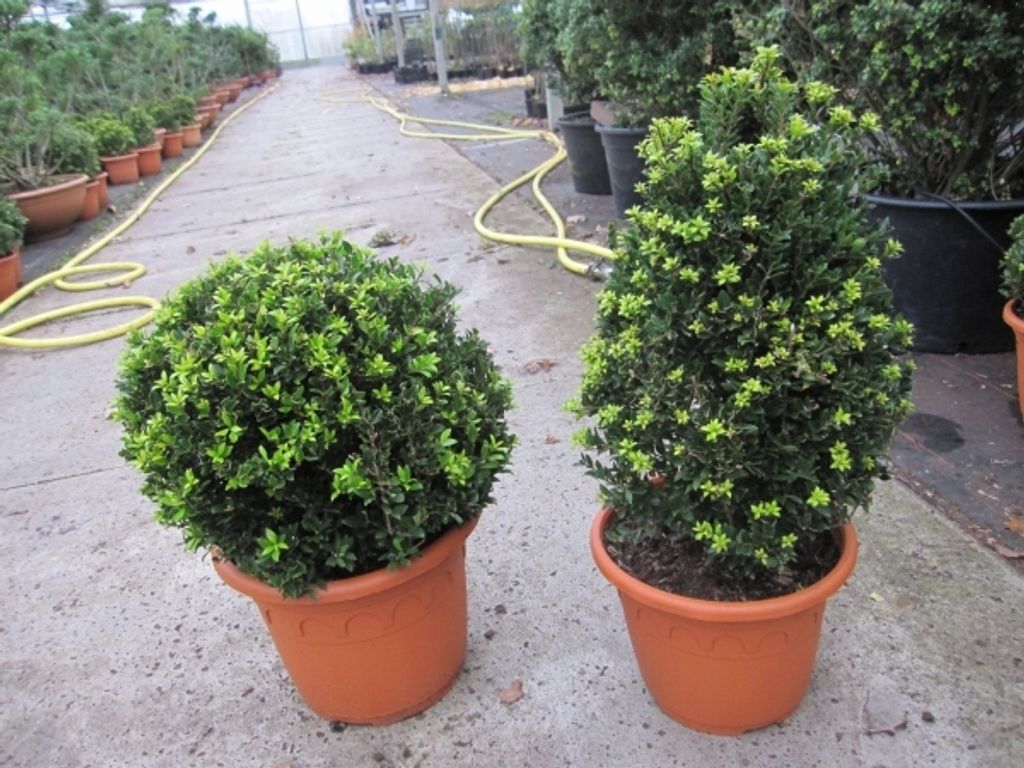 Ilex crenata Twiggy - Berg-Ilex Twiggy Kegel + Kugel als Set