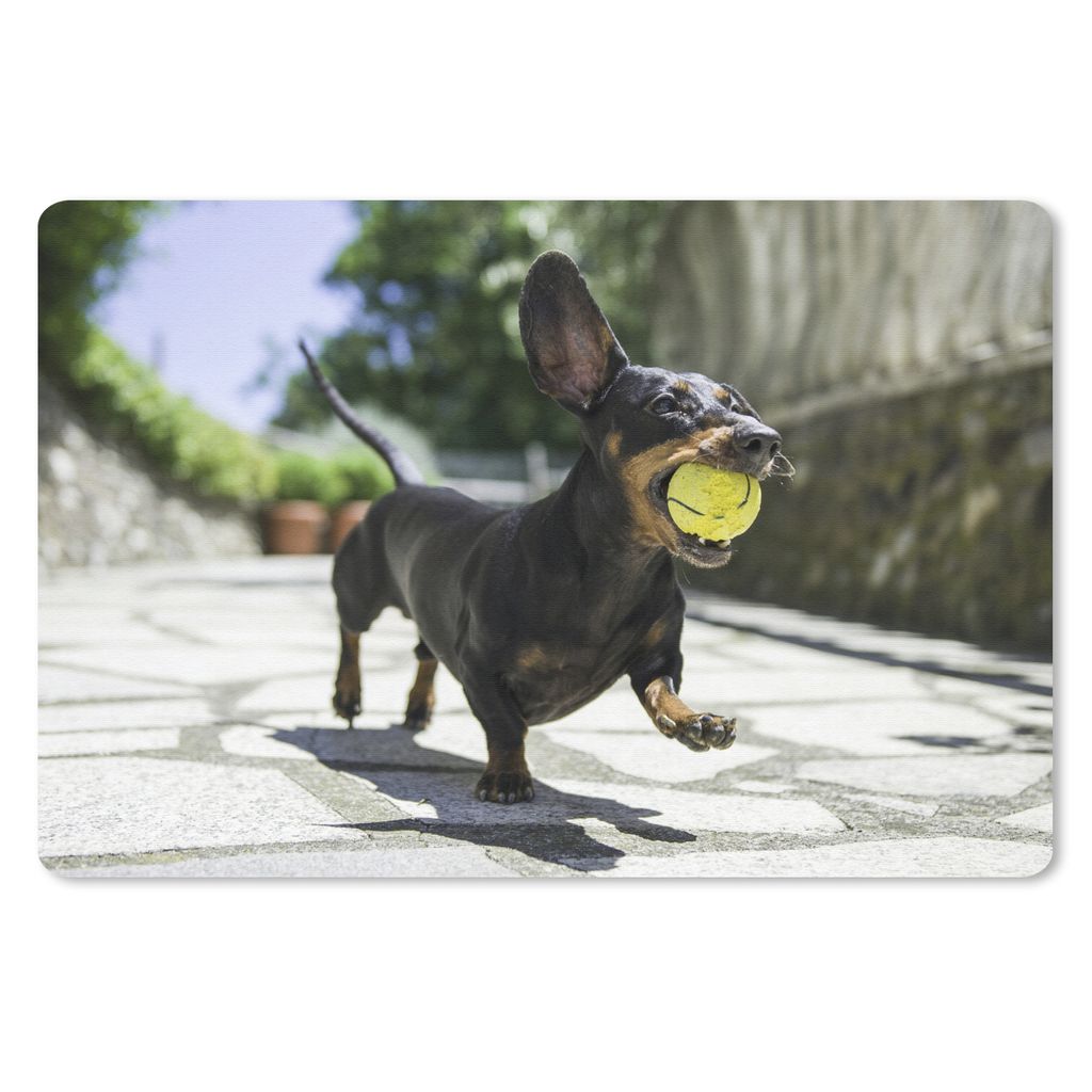 MuchoWow Schreibtischunterlage Ein schwarzer Dachshund mit einem Tennisball 60x40 cm - XXL Mauspad - Großes Mauspad