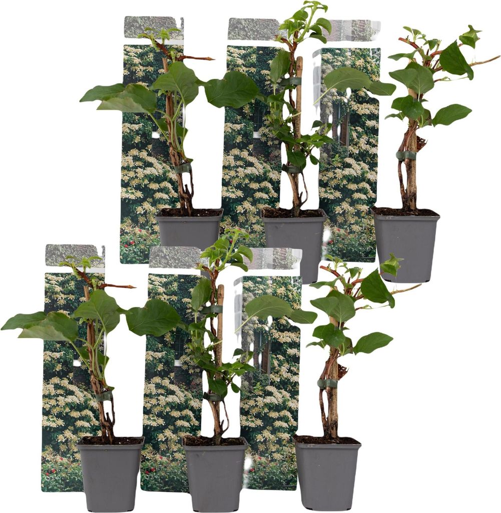 Hortensia grimpant - Set de 6 - Hydrangea anomale Image du produit 