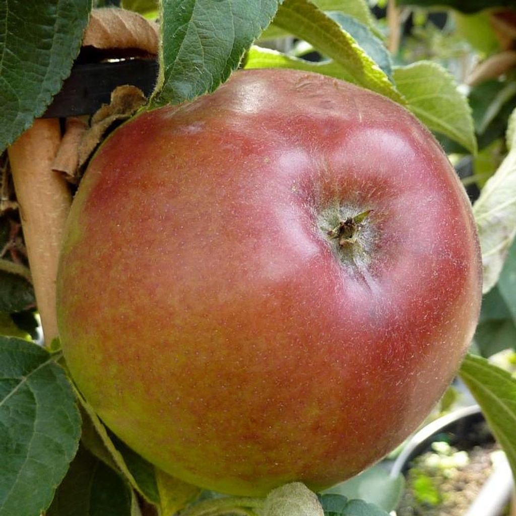 Säulenapfel Rhapsodie (S)