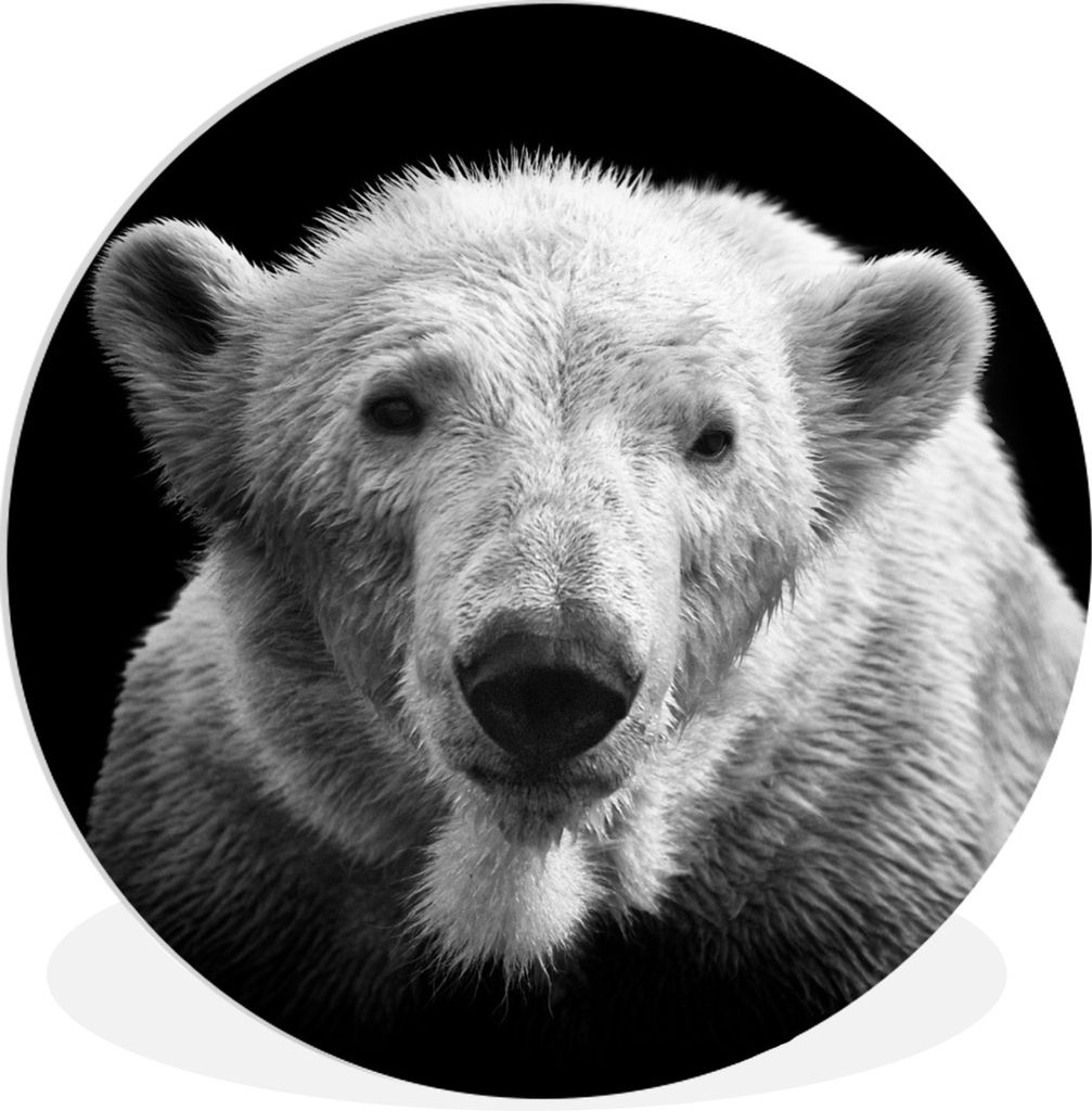 MuchoWow Rundes Wandbild - Runde Bilder Eisbär - Tier - Schwarz Ø 30 cm Kreis Wanddekoration Kunststoff - Wandkreis - Wandschmuck - Schlafzimme...