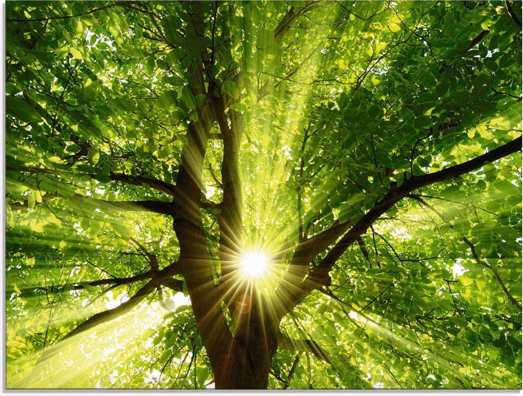 ARTland Glasbild Sonne strahlt explosiv durch den Baum Größe: 80x60 cm
