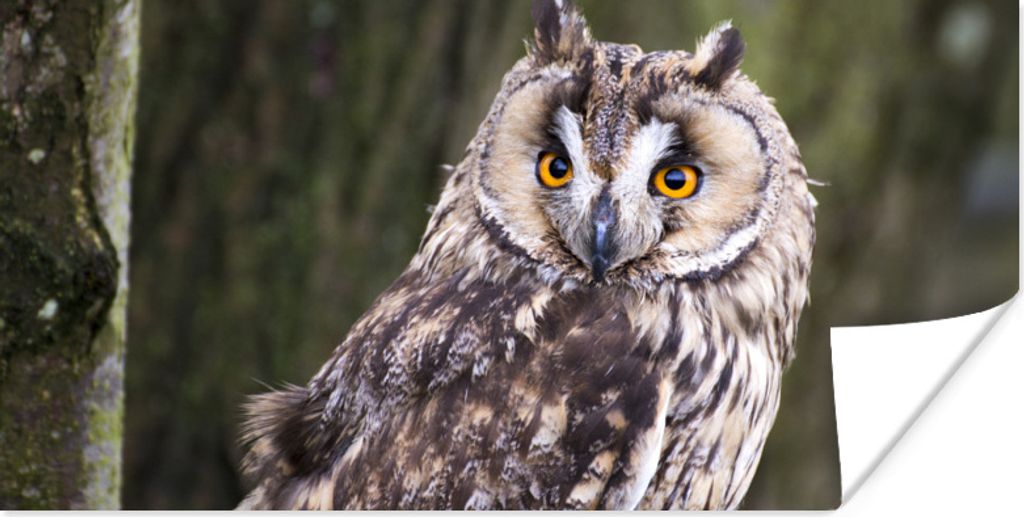 MuchoWow Poster Eule - Nahaufnahme - Baum 80x40 cm - Wanddeko