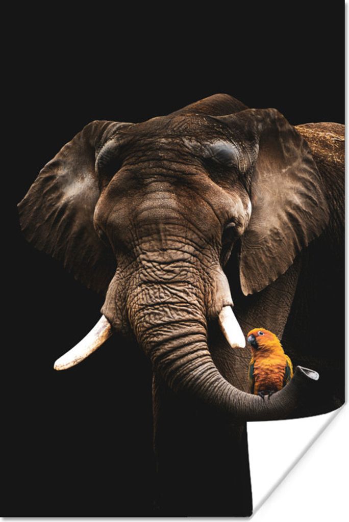 MuchoWow Poster Elefant - Schwarz - Papagei 80x120 cm - Papierdruck