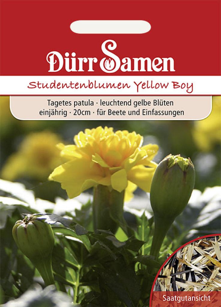 Dürr-Samen - Studentenblumen Yellow Boy gelb einjährig 20 cm - Saatgut - 1901
