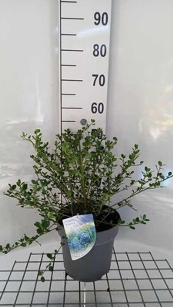 Ceanothus impr. 'Victoria' - Viktorie 50- 60 cm Kontejner Obrázek produktu 