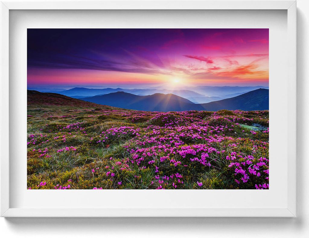 Blumen im Sonnenaufgang– Wandbild mit Rahmen – Gerahmtes Bild – Wanddekoration – 70x50 cm – Schwarz Rahmen