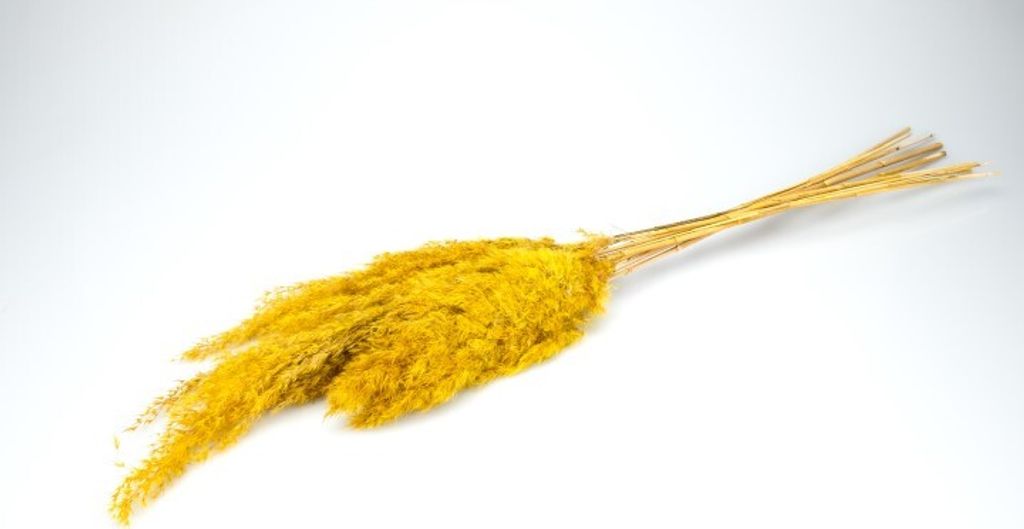 Pampasgras getrocknet ca. ±70cm 6 Stück in Natur und gefärbt wählbar, Farbe:Gelb