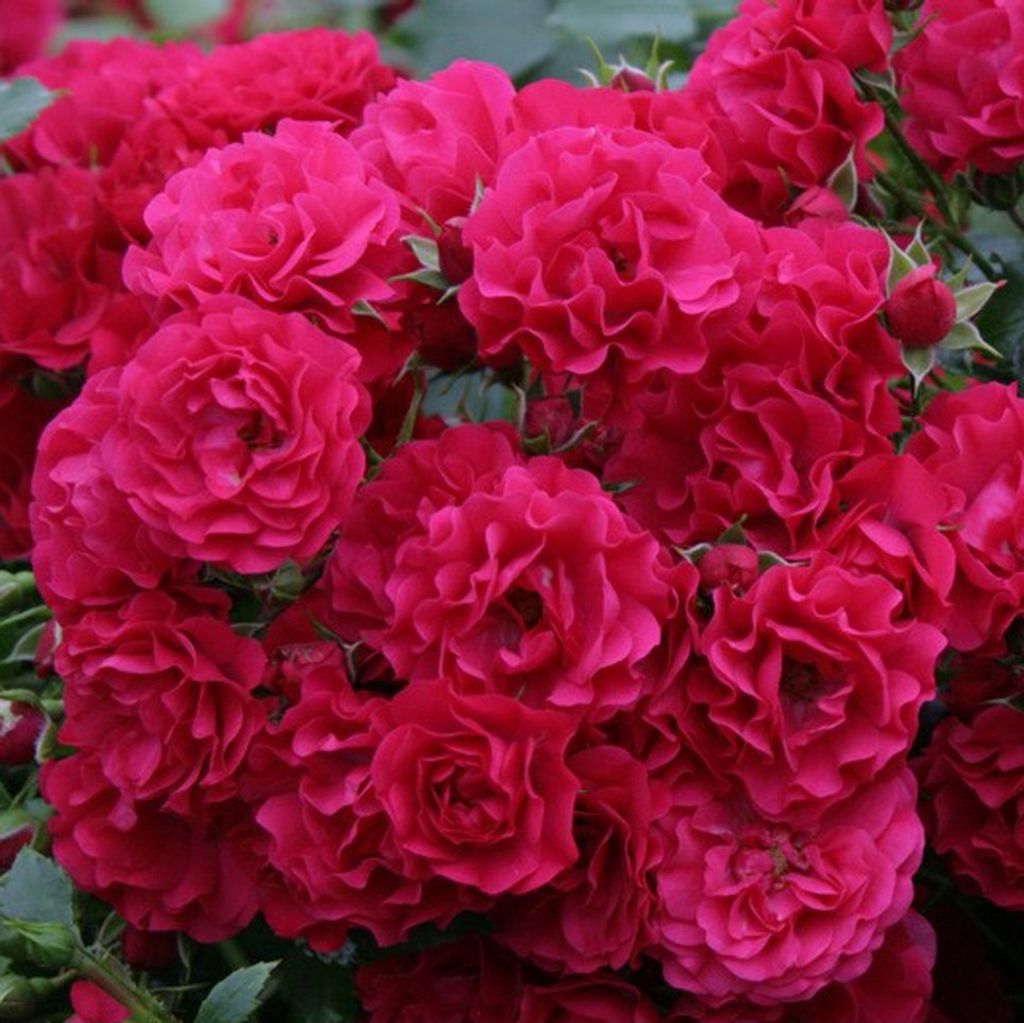 Rosa  - Kordes Rigo-Rose - Rosa 'Gärtnerfreude'® Produktbild 