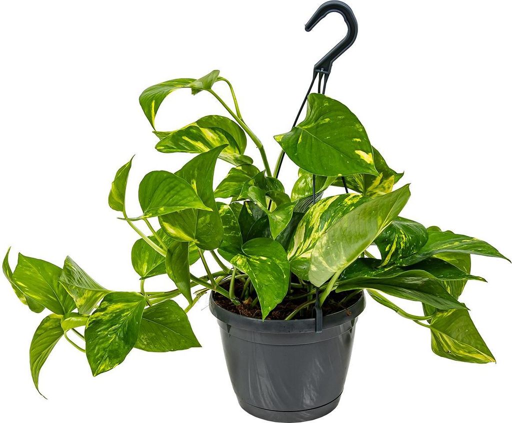Scindapsus Aureum - Efeutute - Hängepflanze - Zimmerpflanzen - Kletterpflanzen für drinnen - Pflegeleicht - Luftreinigend - Höhe 20-30 cm - Topf...