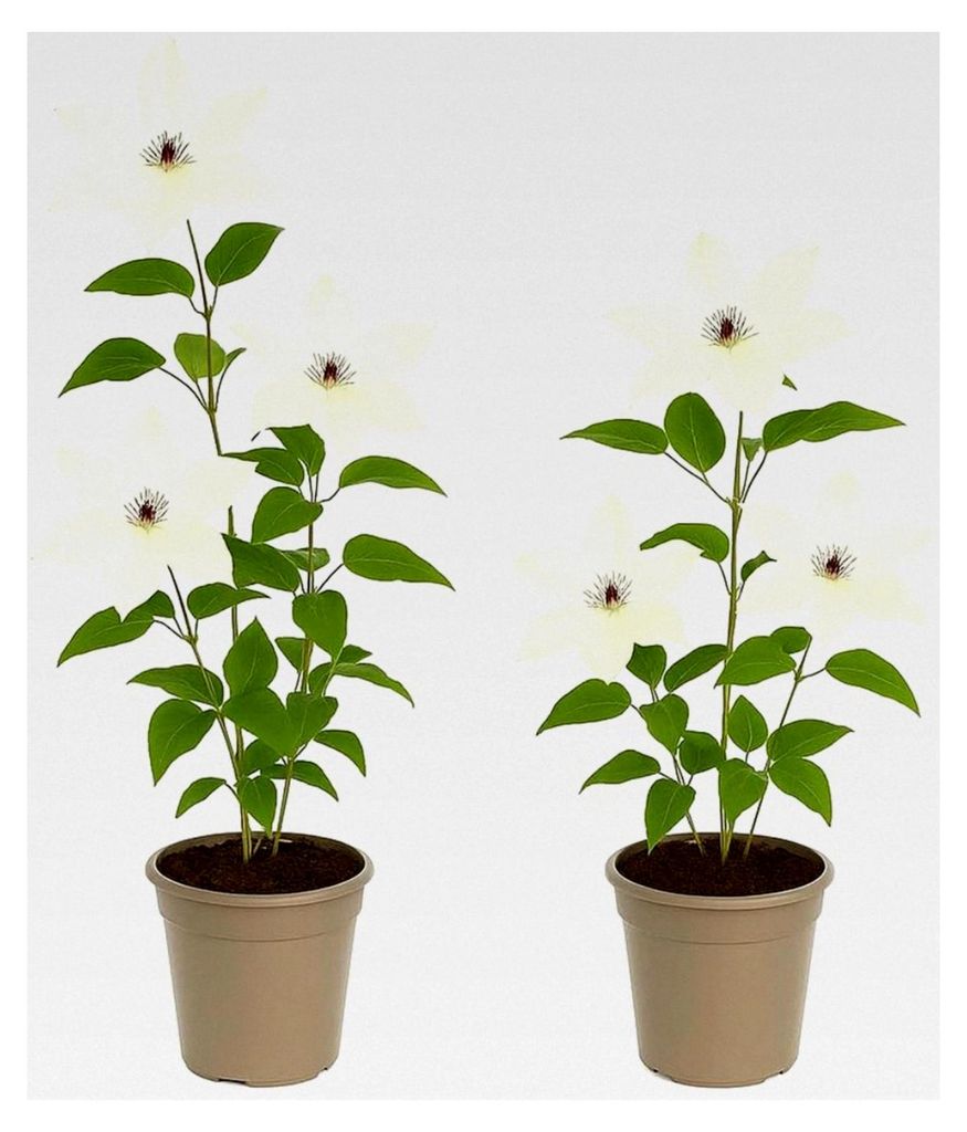 Kletterpflanzen - Clematis Miss Bateman - 2er Set - 11 cm Topf