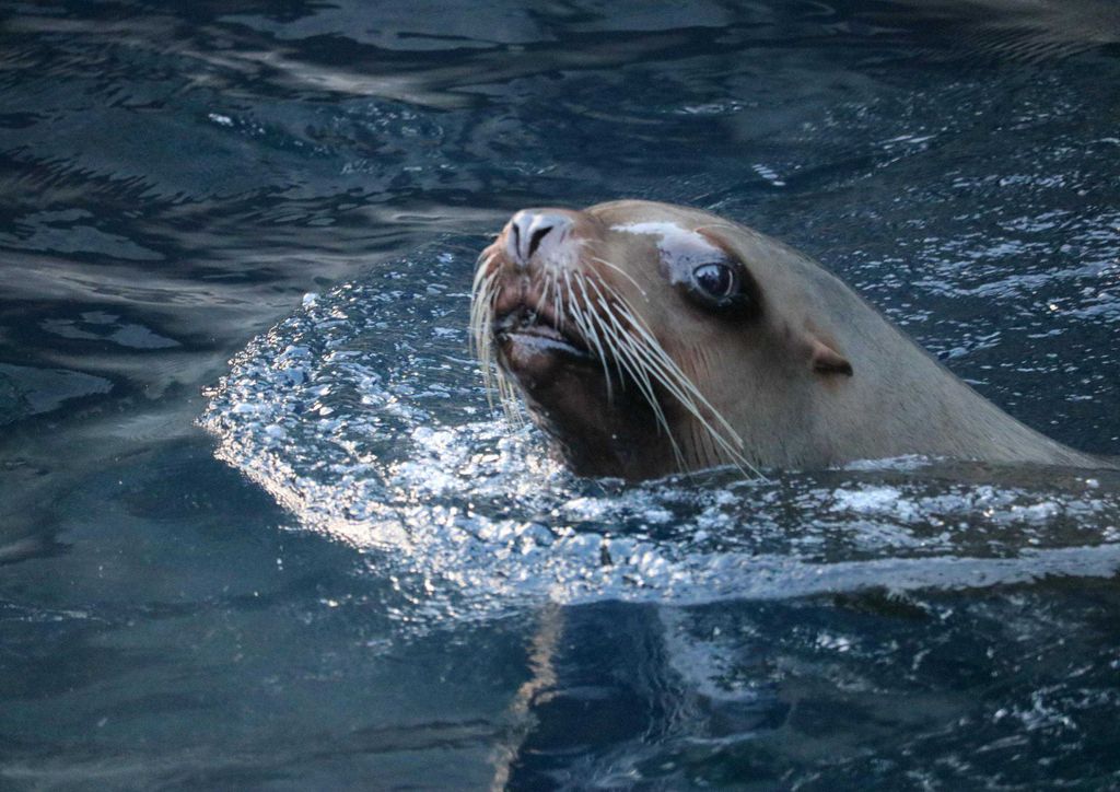 hansepuzzle 18797 - Seehund im Wasser Puzzle, 260 Teile, Tierwelt, 41,0 x 28,0cm mit hochwertiger Aufbewahrung, Kartonbox & Beutel